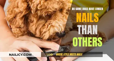 Why Do Some Dogs Have Longer Nails?