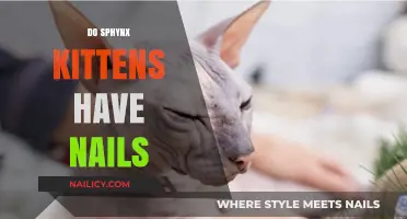 Sphynx Kittens and Their Nails: What Every Owner Should Know