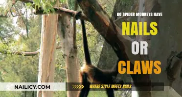 Spider Monkeys: Nails or Claws? Unveiling Their Unique Hand Anatomy