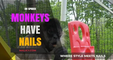 Do Spider Monkeys Have Nails? Unveiling Primate Anatomy Secrets