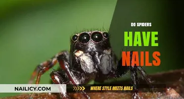 Do Spiders Have Nails? Unraveling Arachnid Anatomy Mysteries