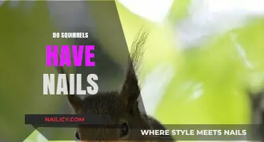 Do Squirrels Have Nails? Uncovering the Truth About Their Claws