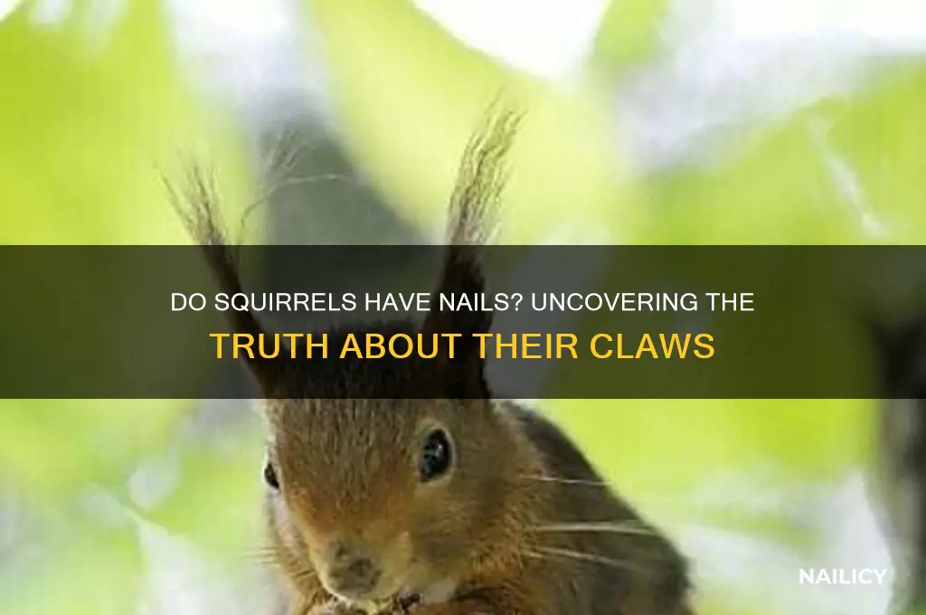 do squirrels have nails