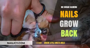 Sugar Gliders' Nails: Do They Grow Back?