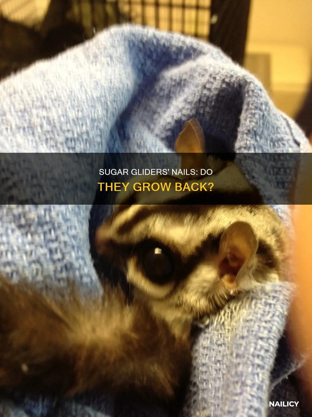 do sugar gliders nails grow back