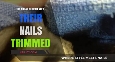 Sugar Gliders' Nails: Trim for Health and Happiness