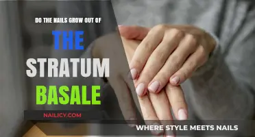 How Nails Grow: The Stratum Basale Connection