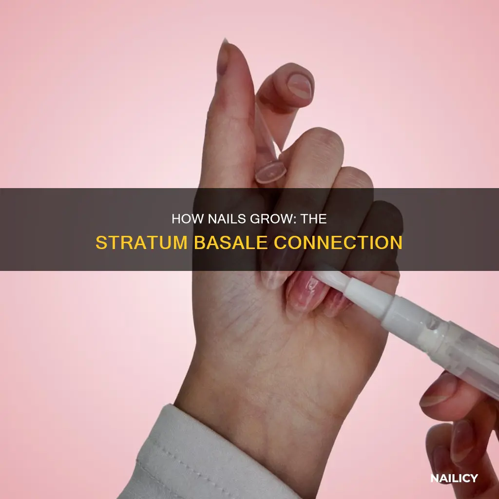 do the nails grow out of the stratum basale