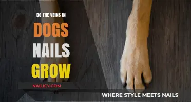 How Veins in Dog Nails Grow and Why