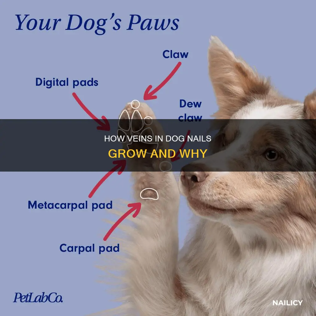 do the veins in dogs nails grow