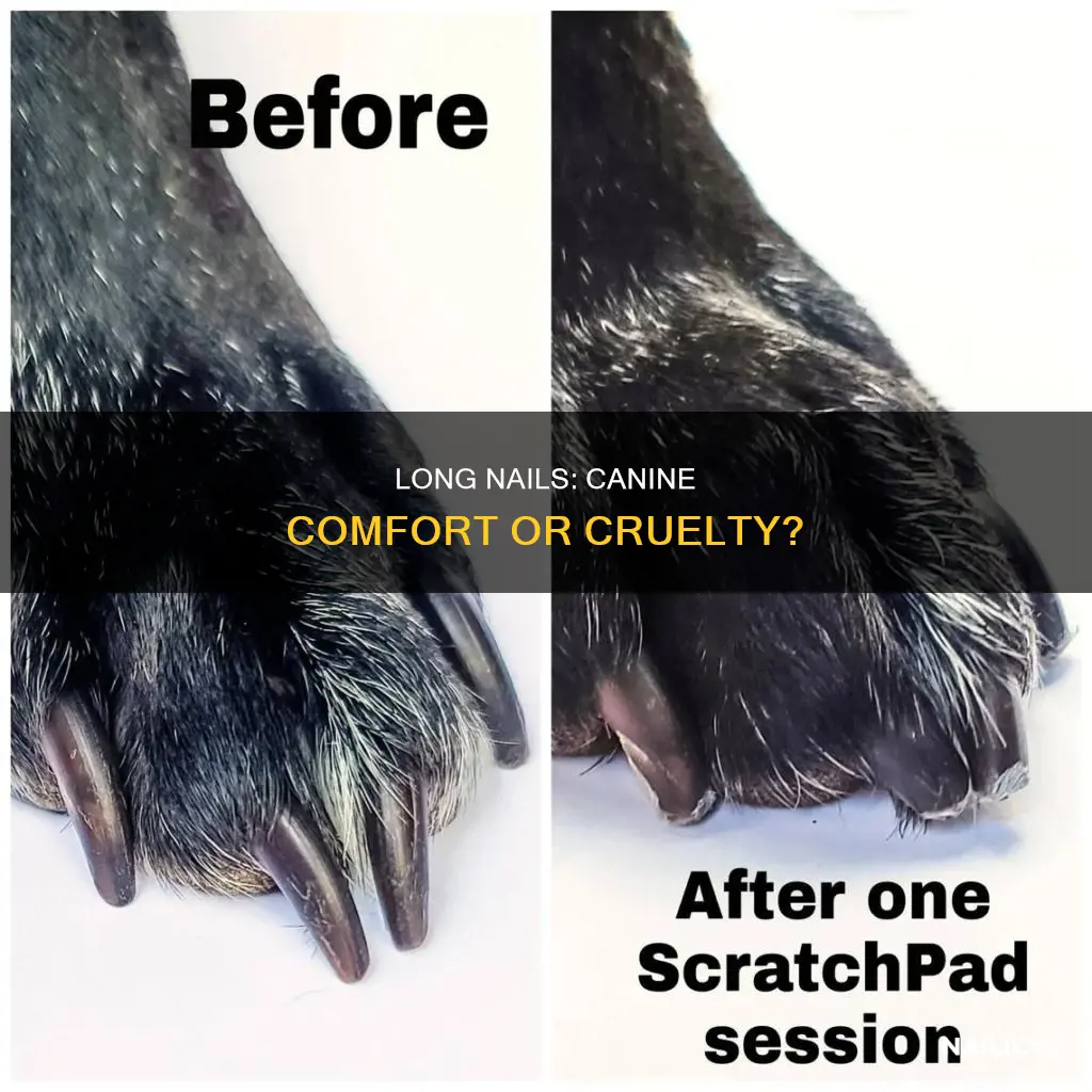 do they consider long nails on a dog neglect