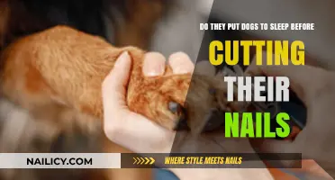 How Safe is Sedation for Dog Nail Trims?