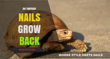 Tortoise Nail Regeneration: Do They Grow Back?