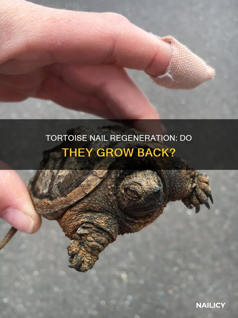 do tortoise nails grow back