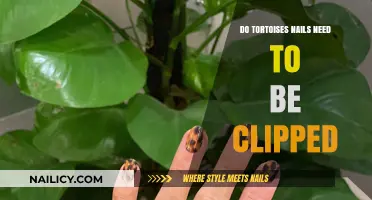 Tortoises' Nail Care: Do Their Claws Need Trimming?