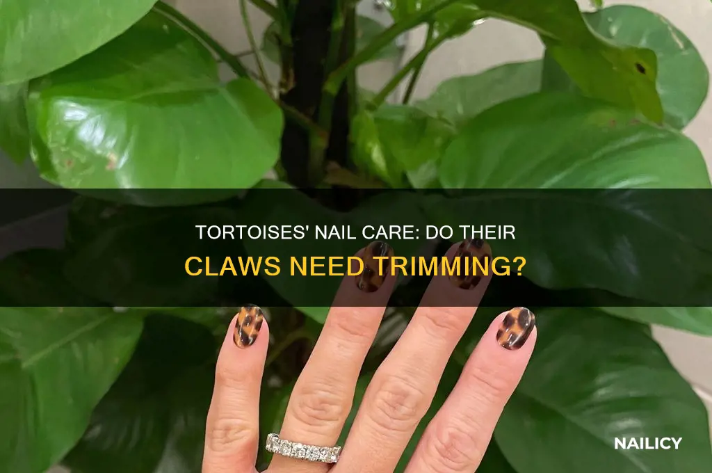 do tortoises nails need to be clipped