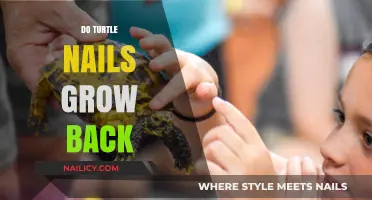 Turtle Nail Care: Do Turtle Nails Grow Back?