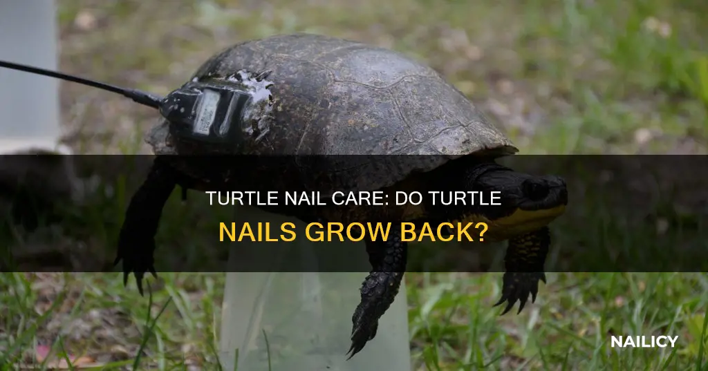do turtle nails grow back