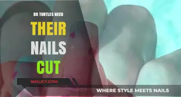Turtle Claw Clipping: When and Why You Should Trim