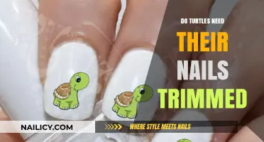 Trimming Turtle Nails: When and How?