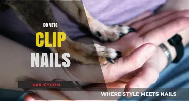 Do Vets Clip Nails? Understanding Pet Grooming Services at the Vet