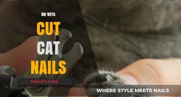 How Vets Help with Cat Nail Trimming