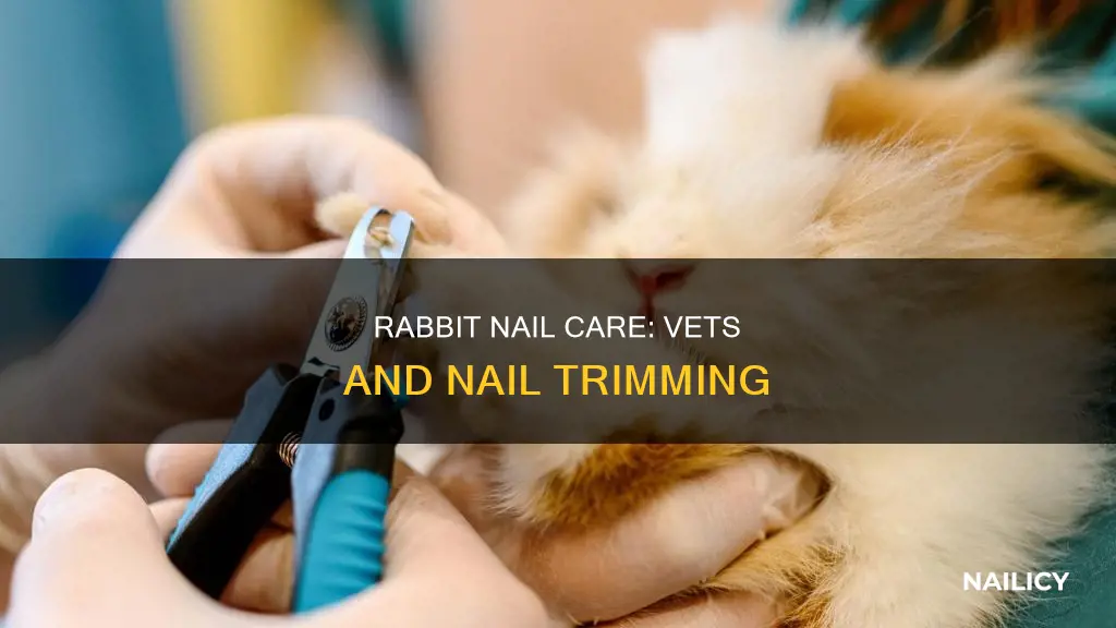 do vets cut rabbit