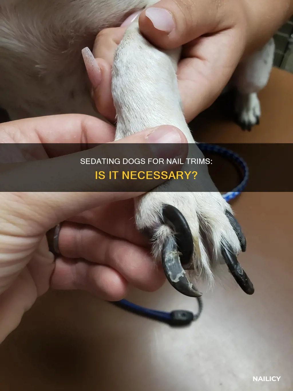 do vets sedate dogs to cut nails