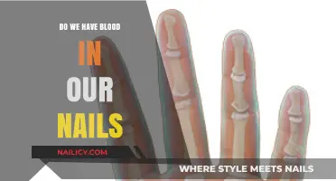 Do Our Nails Contain Blood? Unraveling the Myth and Facts