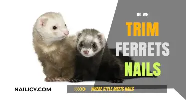 Trimming Nails: A Necessary Evil for Ferrets?