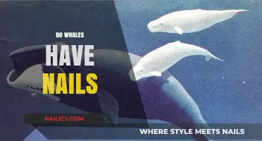 Whales and Nails: Unraveling the Mystery of Marine Mammal Anatomy