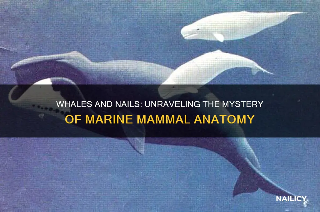 do whales have nails