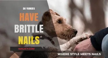 Do Yorkies Have Brittle Nails? Causes, Prevention, and Care Tips