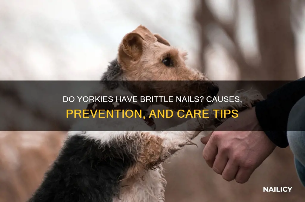 do yorkies have brittle nails