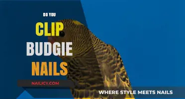 Should You Clip Your Budgie's Nails? A Complete Care Guide
