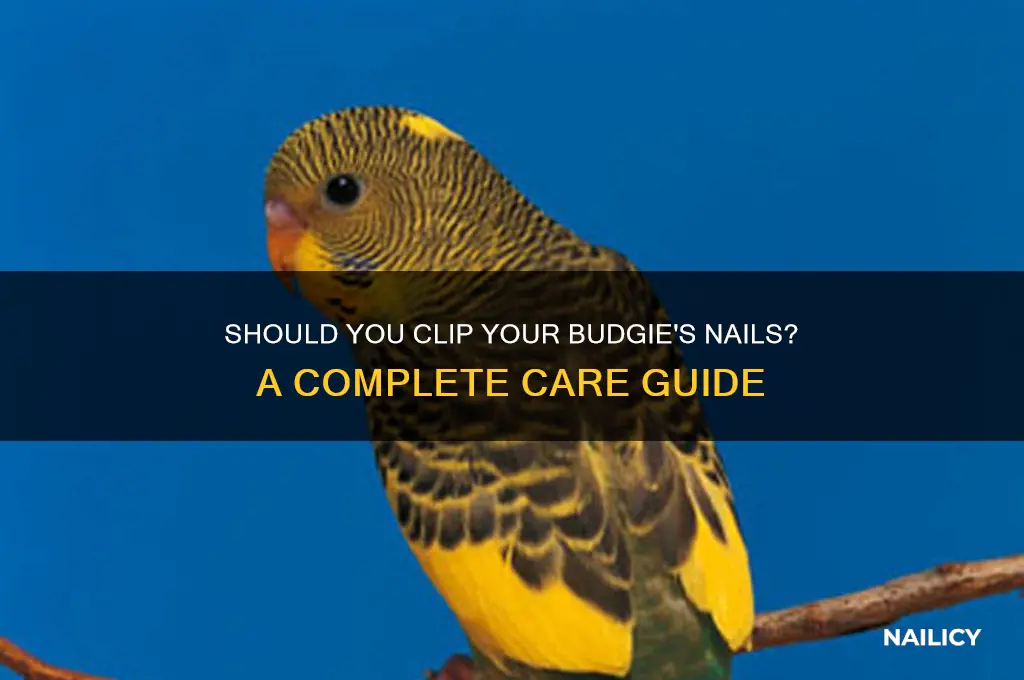 do you clip budgie nails