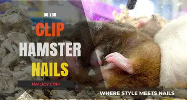 How to Safely Trim Your Hamster's Nails: A Complete Guide
