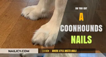 Trimming Your Coonhound's Nails: A How-To Guide