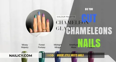 Chameleon Claw Care: How to Trim Your Pet's Nails