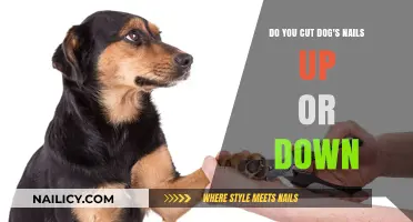 How to Safely Trim Your Dog's Nails