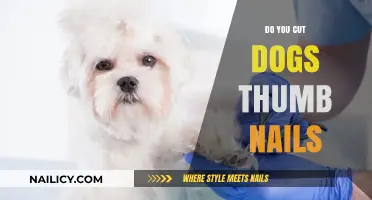 How to Trim Your Dog's Thumb Nails Safely