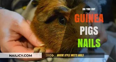 How to Trim Your Guinea Pig's Nails