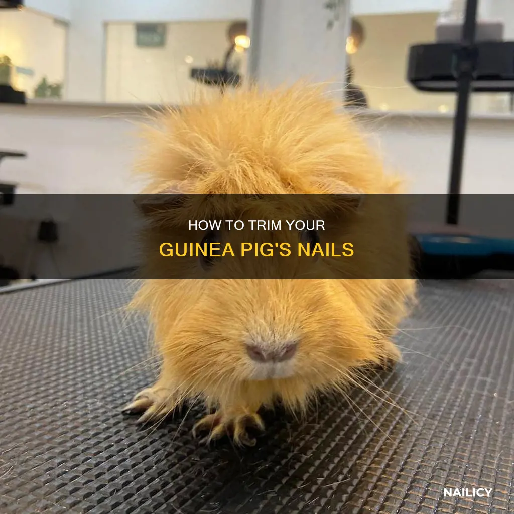 do you cut guinea pigs nails