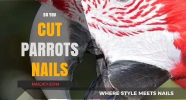 Trimming Parrot Nails: When and How?