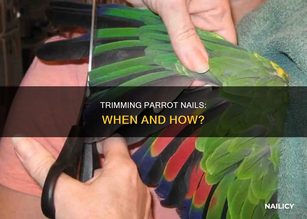 do you cut parrots nails