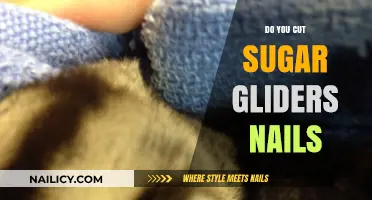 Sugar Gliders' Nails: How Short is Too Short?