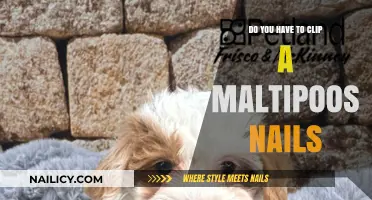 Maltipoo Nail Care: Essential Tips for Clipping Their Nails