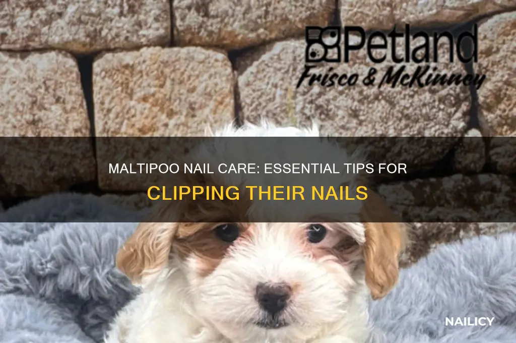 do you have to clip a maltipoos nails