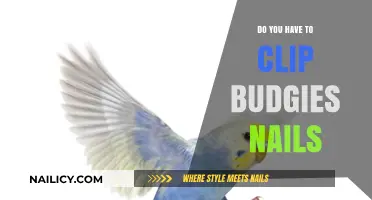 Should You Clip Your Budgie's Nails? Essential Care Tips Revealed