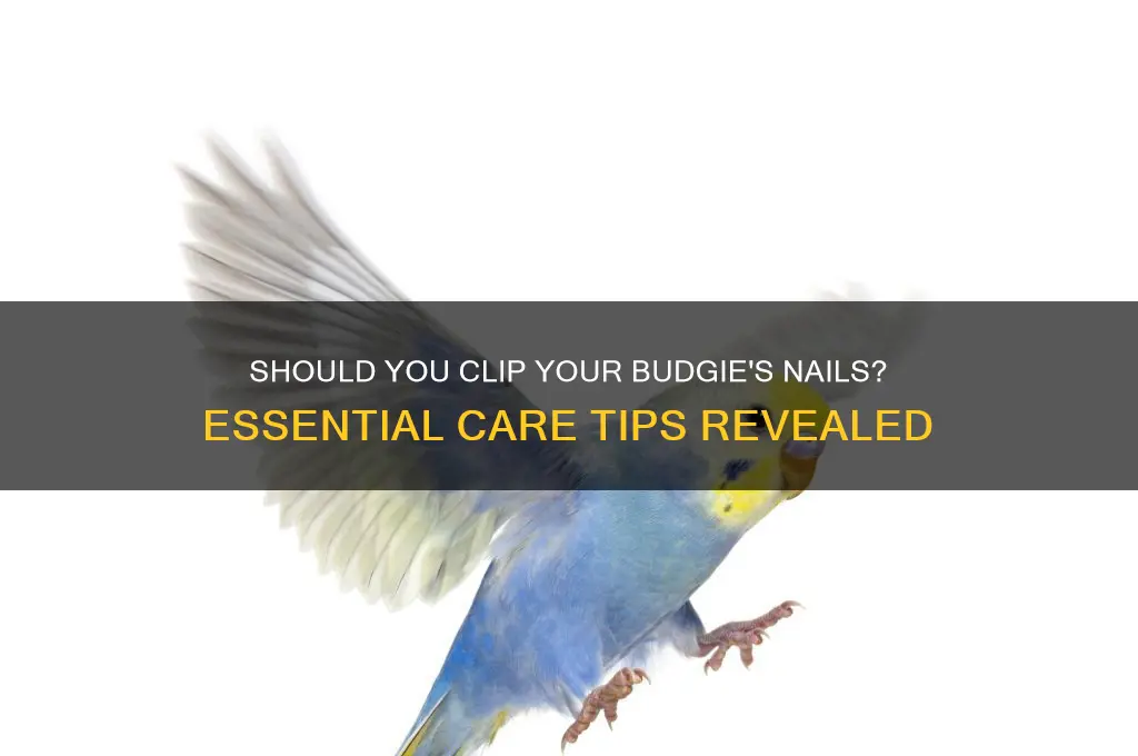 do you have to clip budgies nails